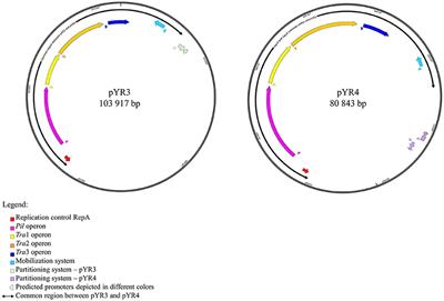 pYR4 From a Norwegian Isolate of Yersinia ruckeri Is a Putative Virulence Plasmid Encoding Both a Type IV Pilus and a Type IV Secretion System